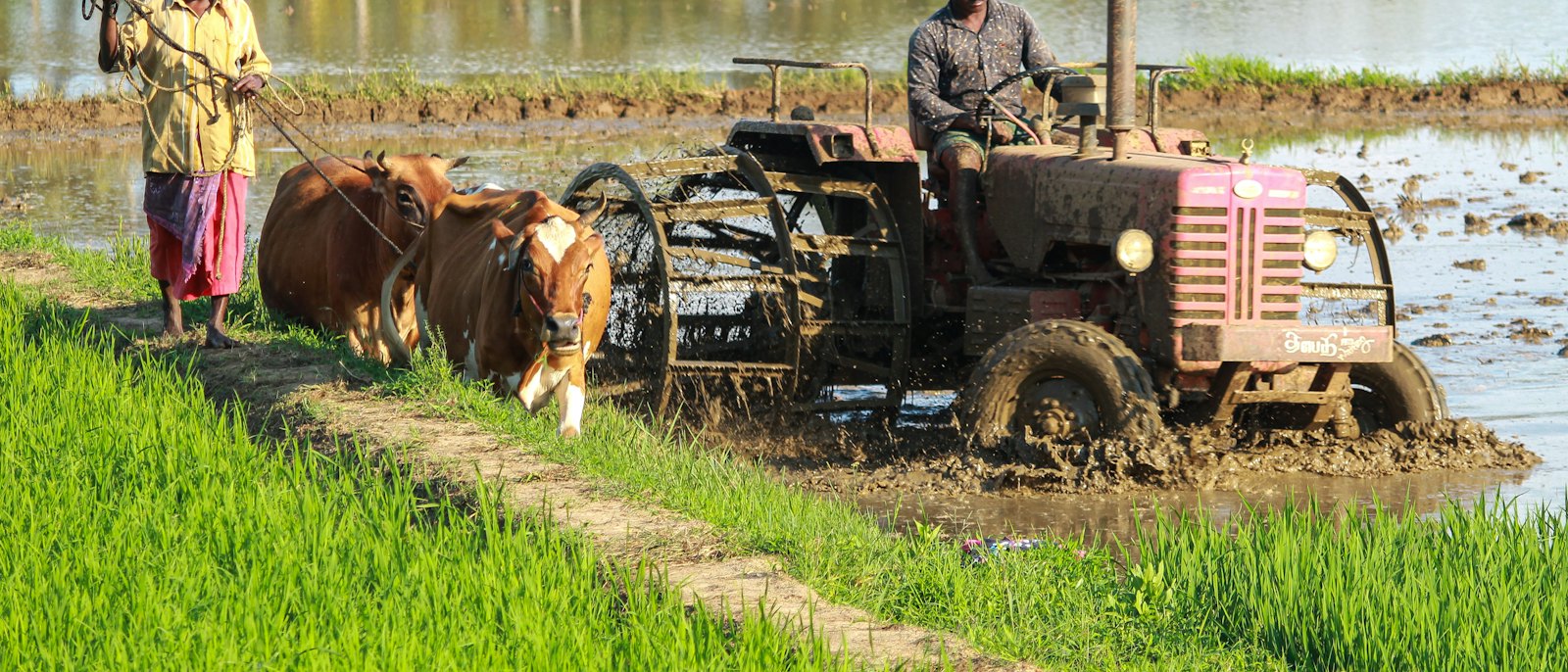 Farmer preparing a paddy field with a tractor and bullocks